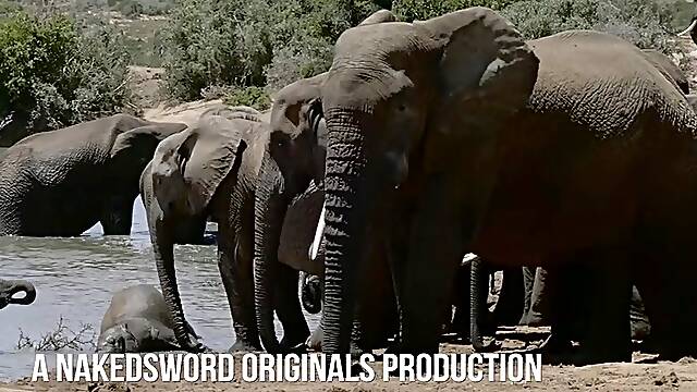 Global Entry: South Africa: Dean Young And Diego Sans - NakedSword Originals, Falcon - NakedSword