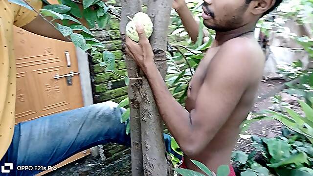 School studs climbed the Sugarapple tree and had fun and romance with good enthusiasm today.