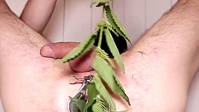 Ass-fuck nettle penalty