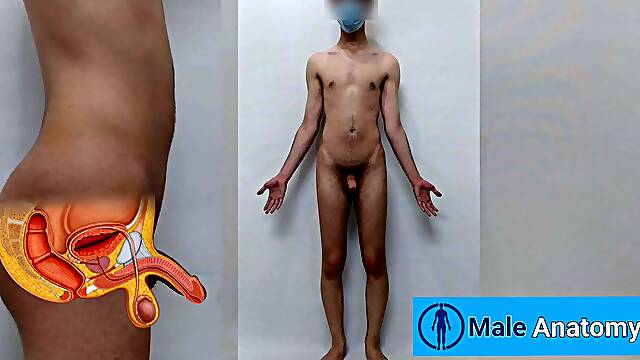 Real male anatomy tutorial, studying the anatomy of the nude man body ( Danieltp2002 ) ( Iranian boy )