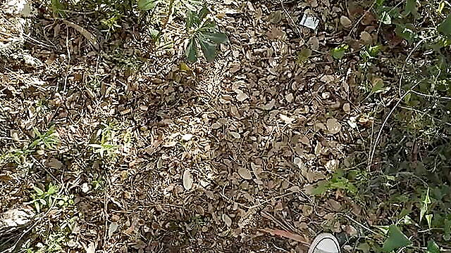 Handjob in the forest