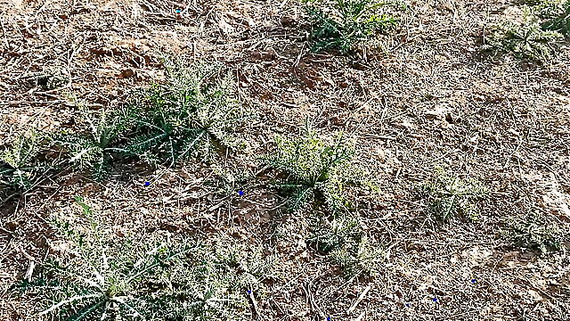 Outdoor forest car agriculture gay masturbation in car Desi gay movie in hindi video