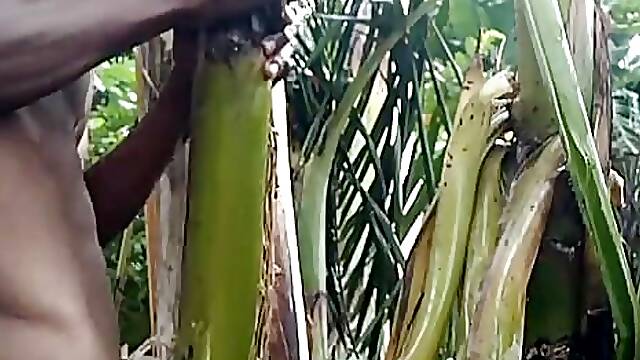 Man all alone In the Forest and make the plantain tree is wife and Fuck on it