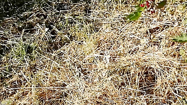 CBT E-stim Edging Dilator Cum PigHole- MIX3