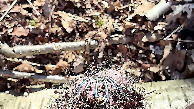Releasing chasttiy cage in forest