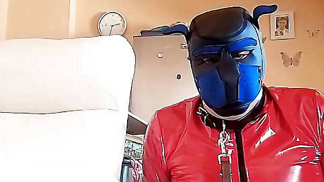 The Puppy