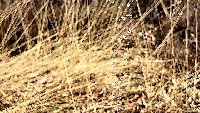 Outdoor micro chasttiy cage release