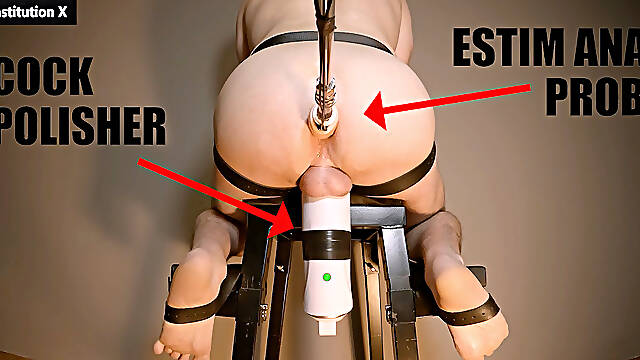 EXPERIMENT BULL MILKING - COCK POLISHER and ESTIM ANAL PROBE